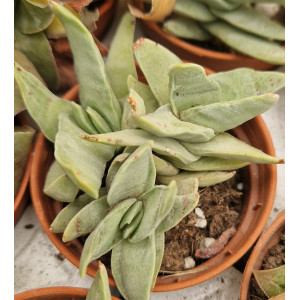 🌵 Suculenta Vaso 5