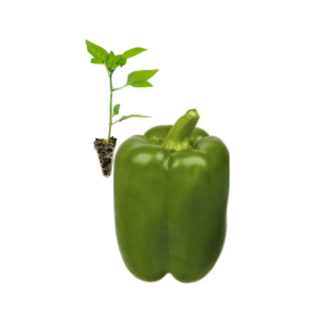 Pimento Verde