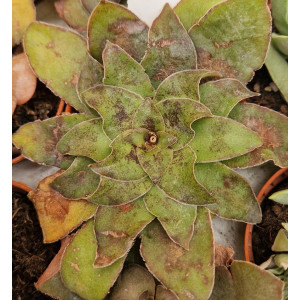 🌵 Suculenta Vaso 5