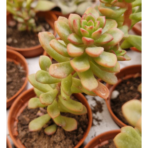 🌵 Suculenta Vaso 5