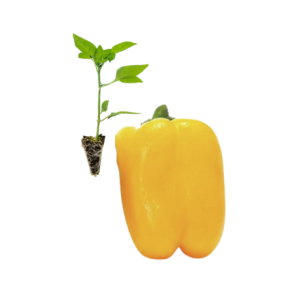 Pimiento Amarillo