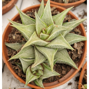 Suculenta - 5