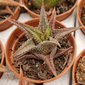 Suculenta - 5