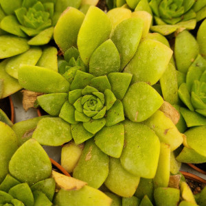 Succulent - 5