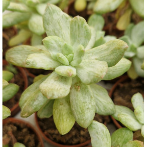 Suculenta - 5