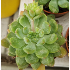 🌵 Suculenta Vaso 5