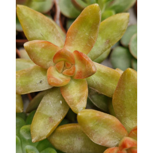 Suculenta - 5
