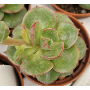 🌵 Suculenta Vaso 5