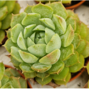 Succulent - 5