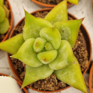 🌵 Suculenta Vaso 5