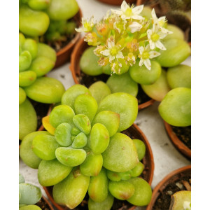Suculenta - 5