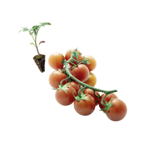 🍅 Tomate Cereja Redondo...