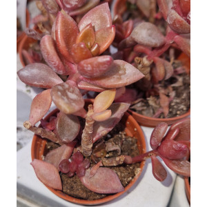 🌵 Suculenta Vaso 5