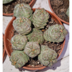 🌵 Suculenta Vaso 5