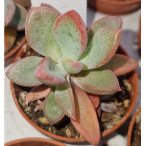 🌵 Suculenta Vaso 5