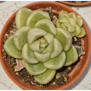 🌵 Suculenta Vaso 5