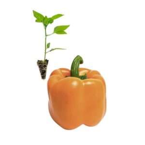Pimiento Naranja