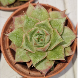 🌵 Suculenta Vaso 5