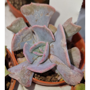 🌵 Suculenta Vaso 5