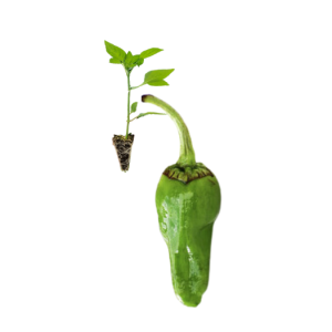 Pimento Padron