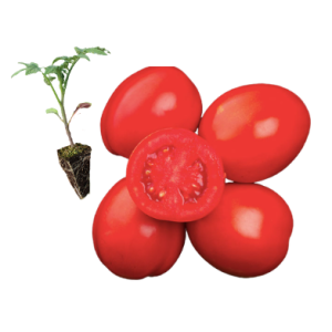 🍅 Tomate Chucha Rasteiro -...