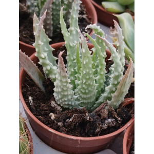 🌵 Suculenta Vaso 5