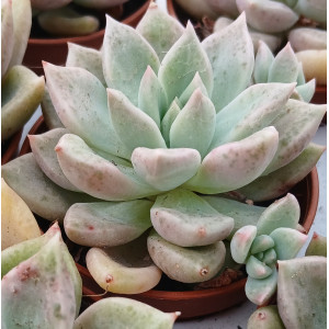 🌵 Suculenta - 5