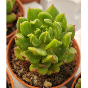 🪴 Succulent - 5