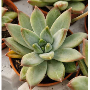 Suculenta - 5