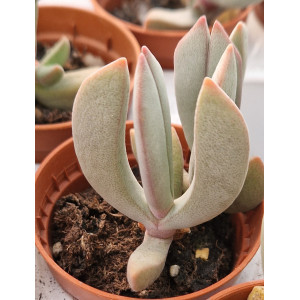Succulent - 5