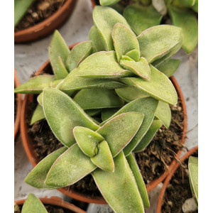 🪴 Succulent - 5