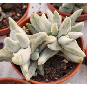 Suculenta - 5