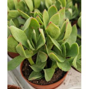 Succulent - 5