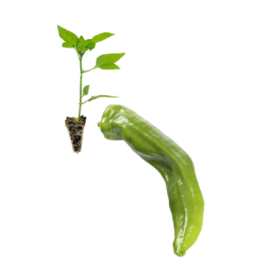 Italian pepper