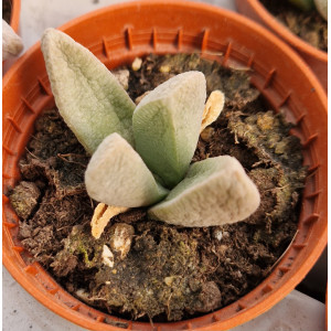 Succulent - 5