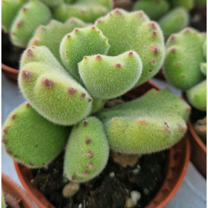 🪴 Succulent - 5