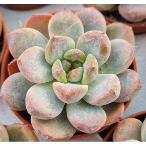 🪴 Succulent - 5