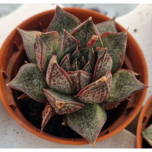 Suculenta - 5