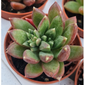 Succulent - 5