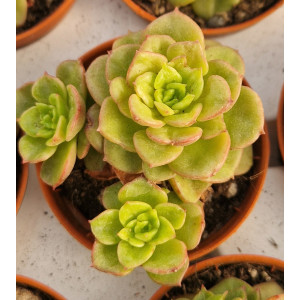 Suculenta - 5