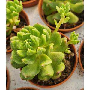 Succulent - 5