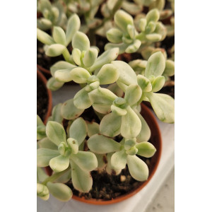 Suculenta - 5