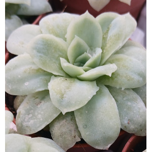 Suculenta - 5
