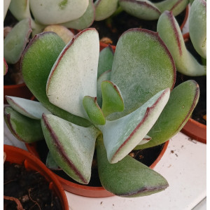 🪴 Succulent - 5