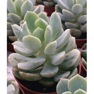Suculenta - 5