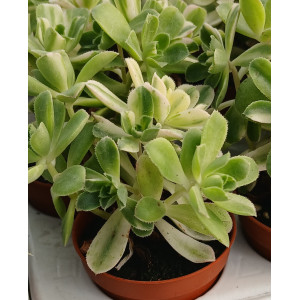 Suculenta - 5