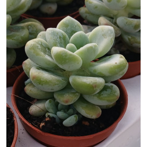 🪴 Succulent - 5