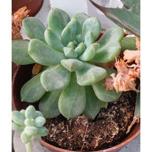 🪴 Succulent - 8