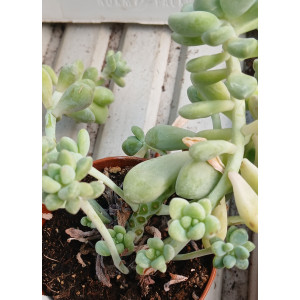 🪴 Succulent - 8