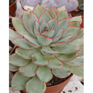 🪴 Succulent - 8